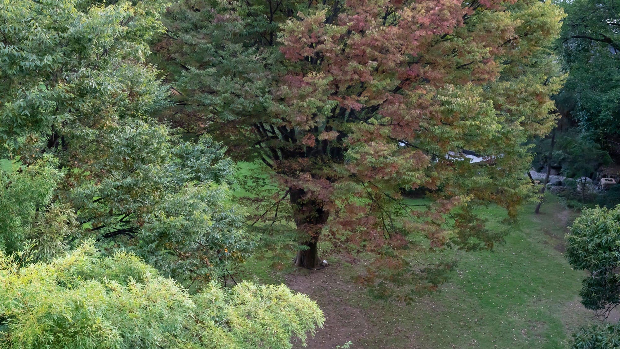 A large zelkova tree seen from the rooms in the East Wing