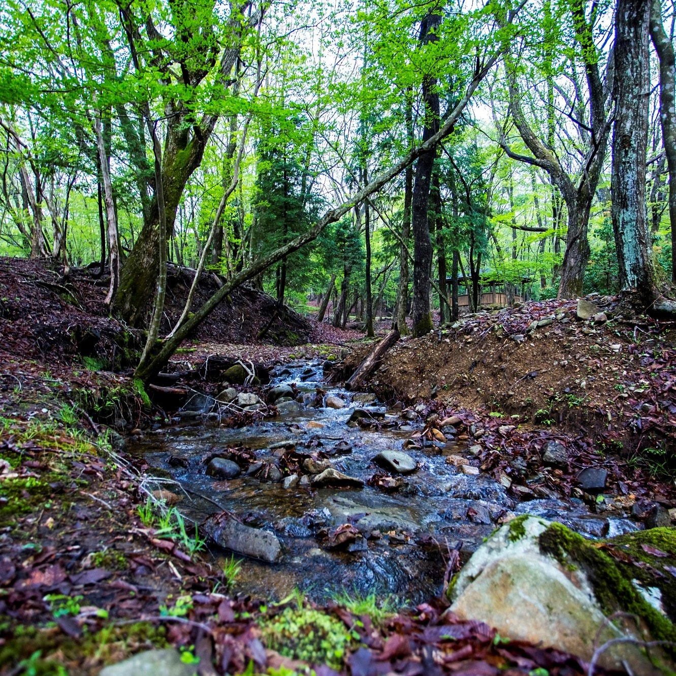 Relaxia Forest