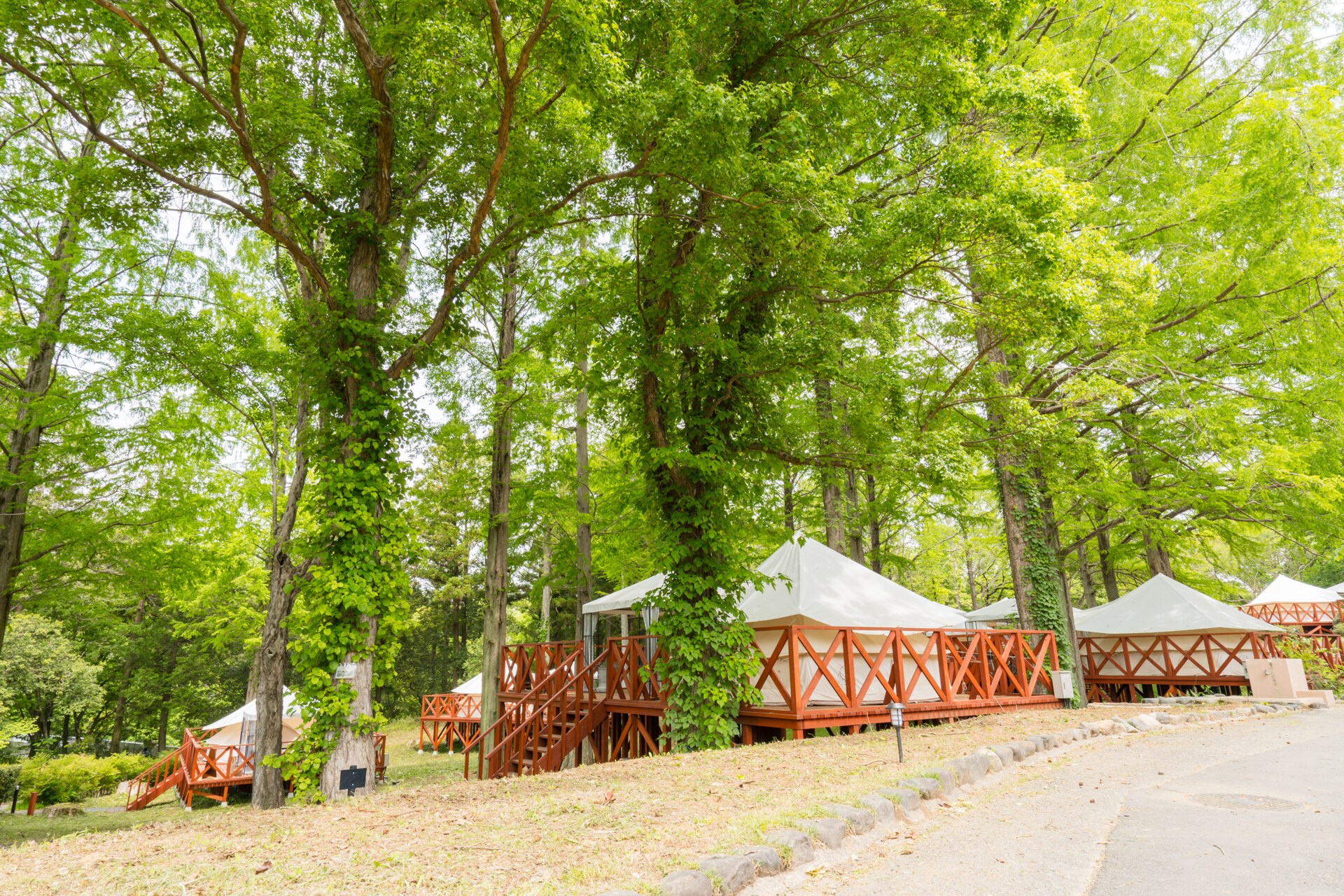 Metasequoia Terrace