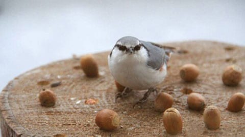 [Nearby] A nuthatch playing in front of the lobby