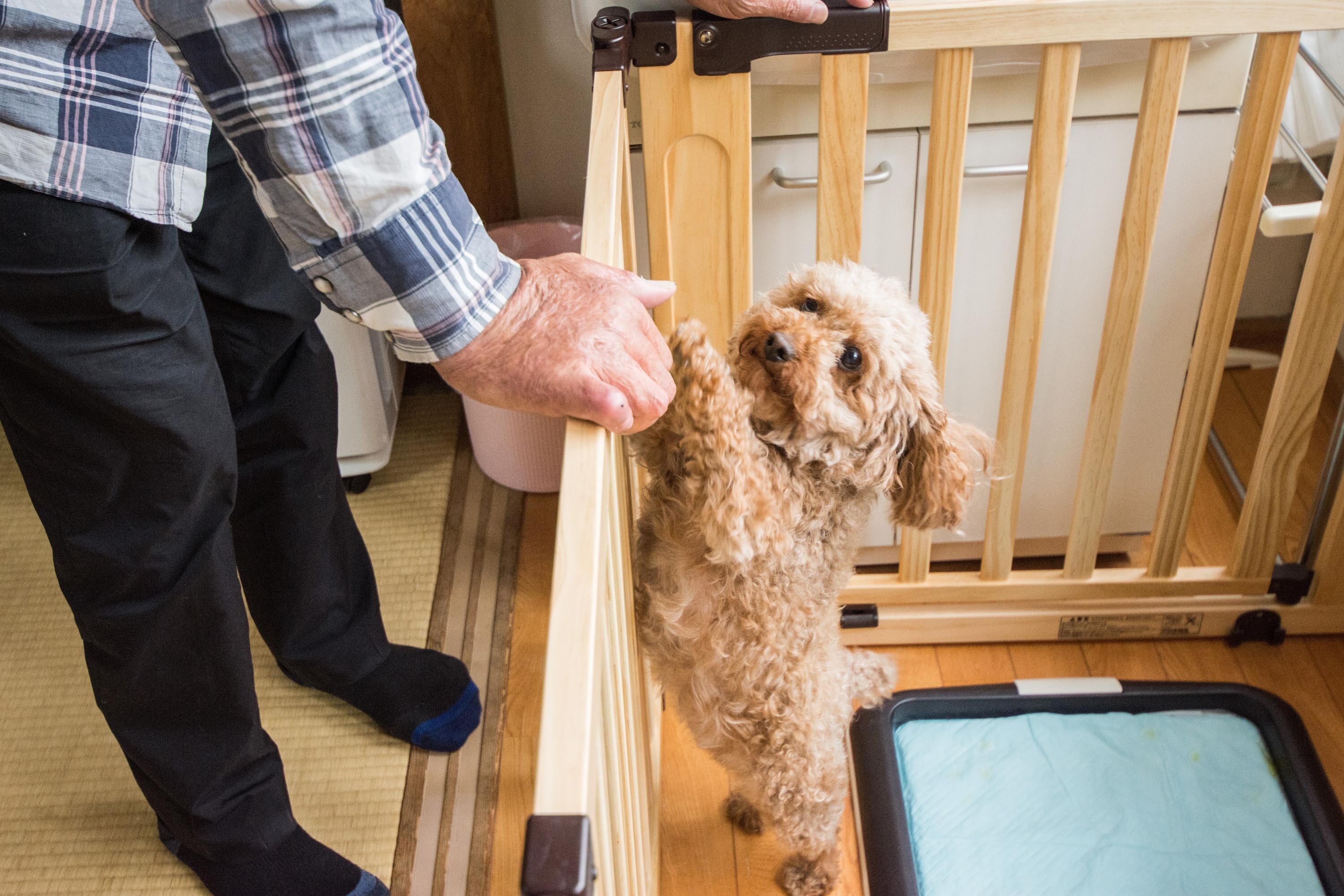 Stay with your pet ♪