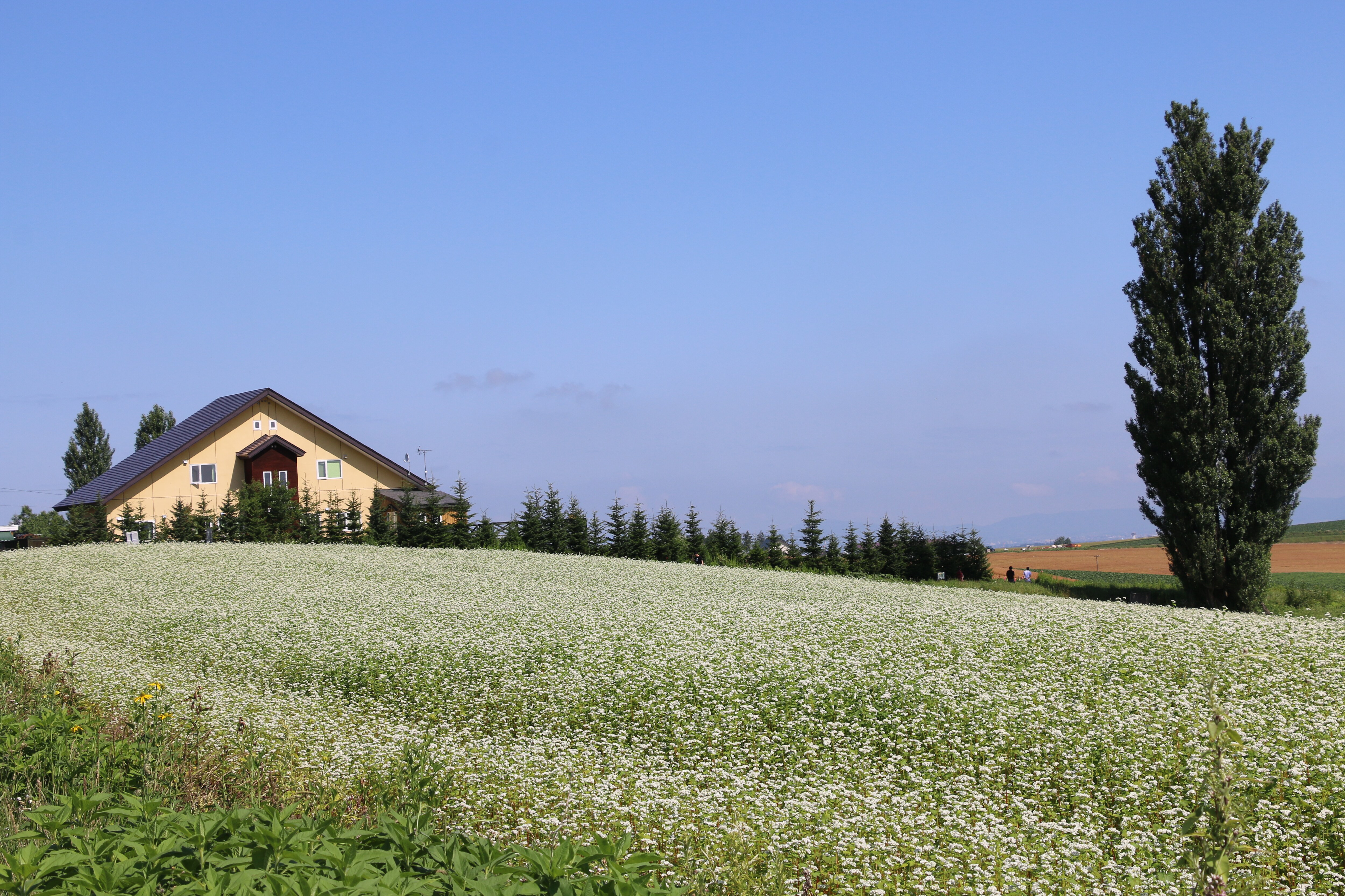 When the buckwheat flowers bloom in June, it looks like a white carpet