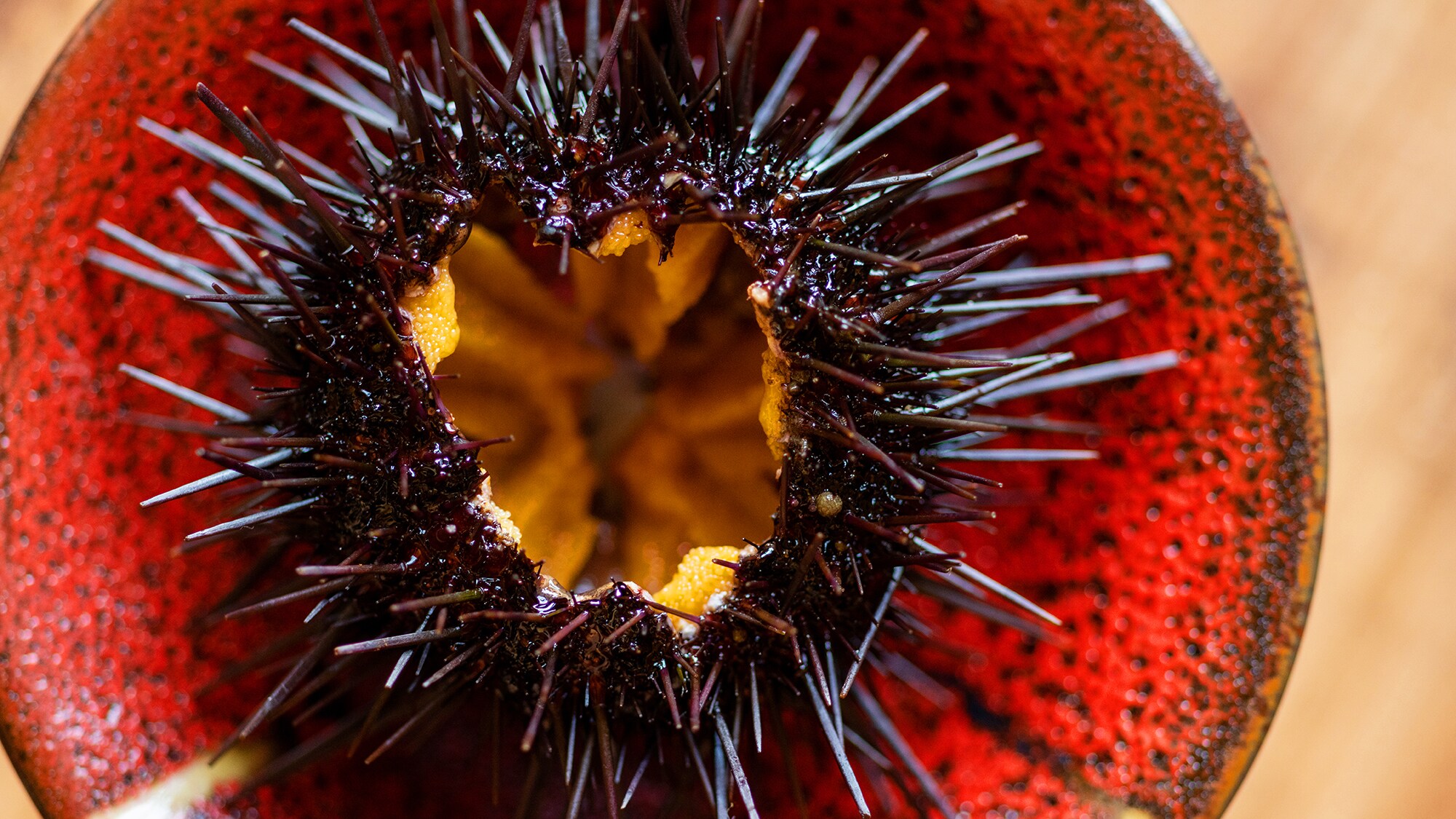 ■Sea urchin■