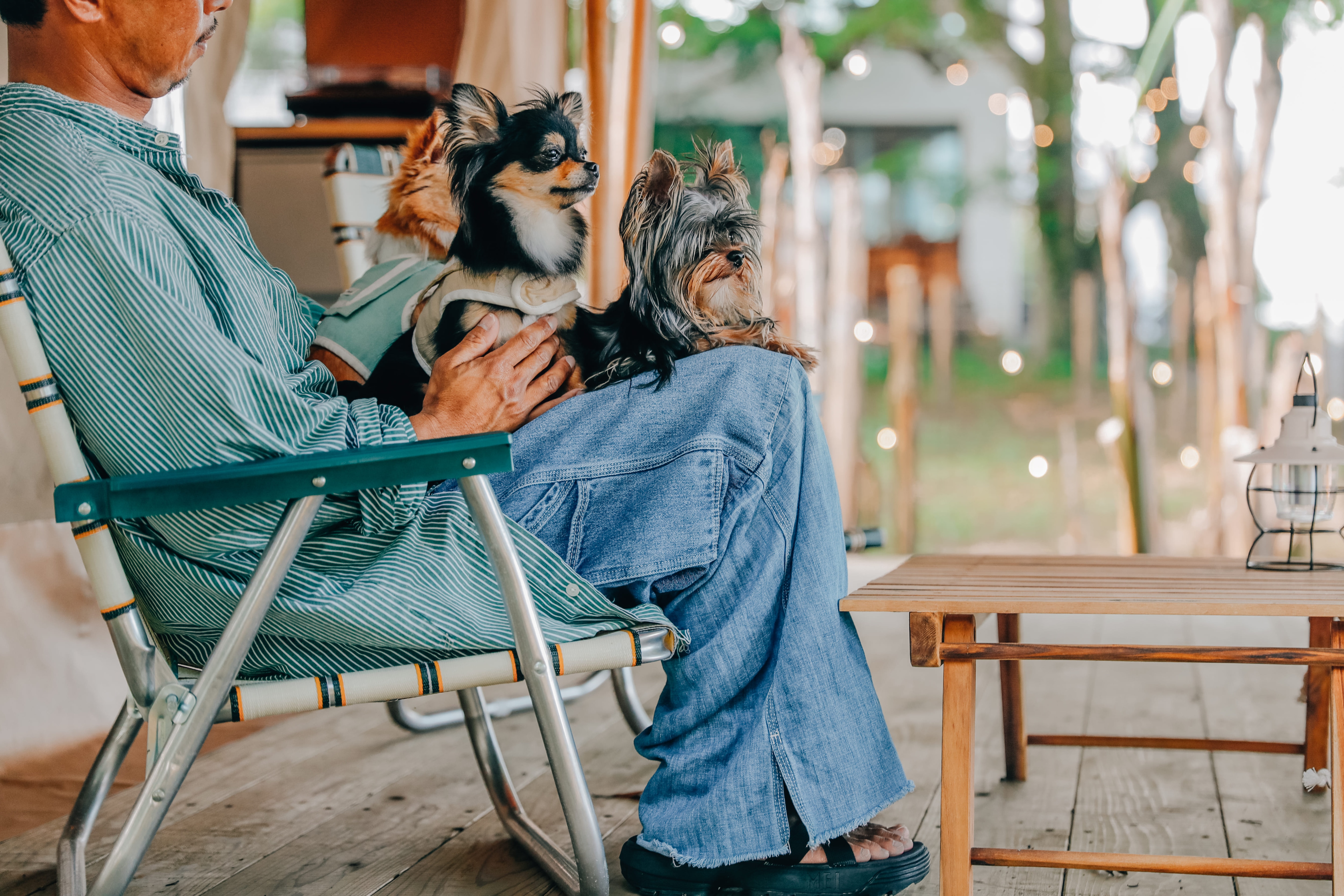 Enjoy glamping with your dog!