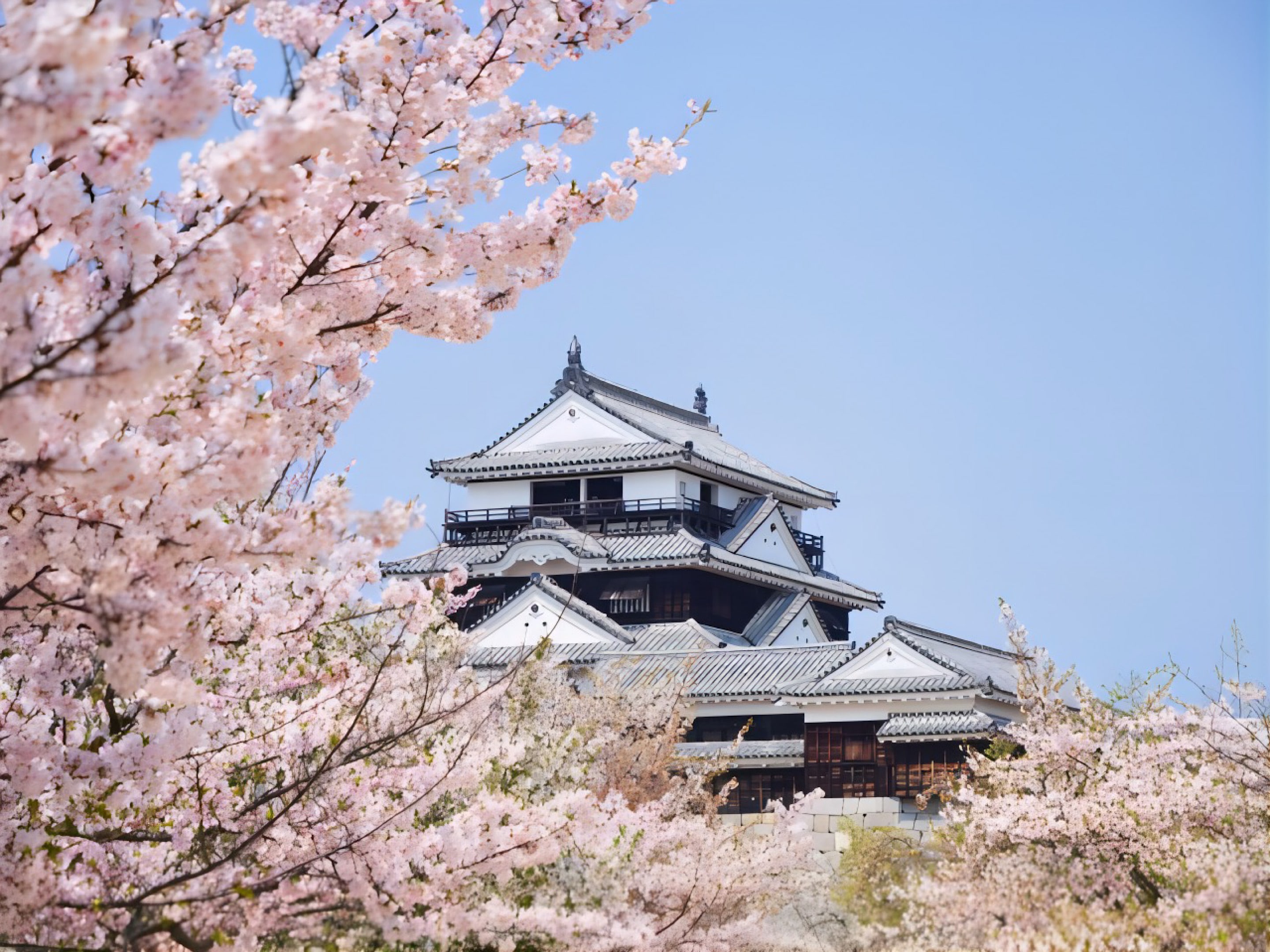 Dibutuhkan sekitar 19 menit dengan mobil ke Kastil Matsuyama, yang telah terpilih sebagai salah satu dari 100 situs bersejarah paling indah di Jepang! Pemandangan dari lantai atas menara kastil sungguh menarik!
