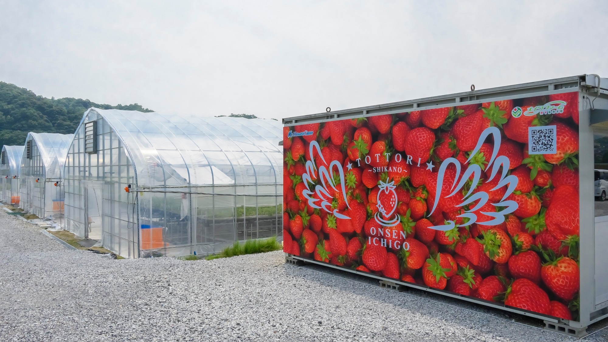 [Hot spring strawberry cultivation] Just 3 minutes by car from Sanshion, this farm is a hot spring strawberry farm that uses hot spring heat to cultivate strawberries, a smart agriculture technique that is attracting a lot of attention.