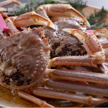 Matsuba crab