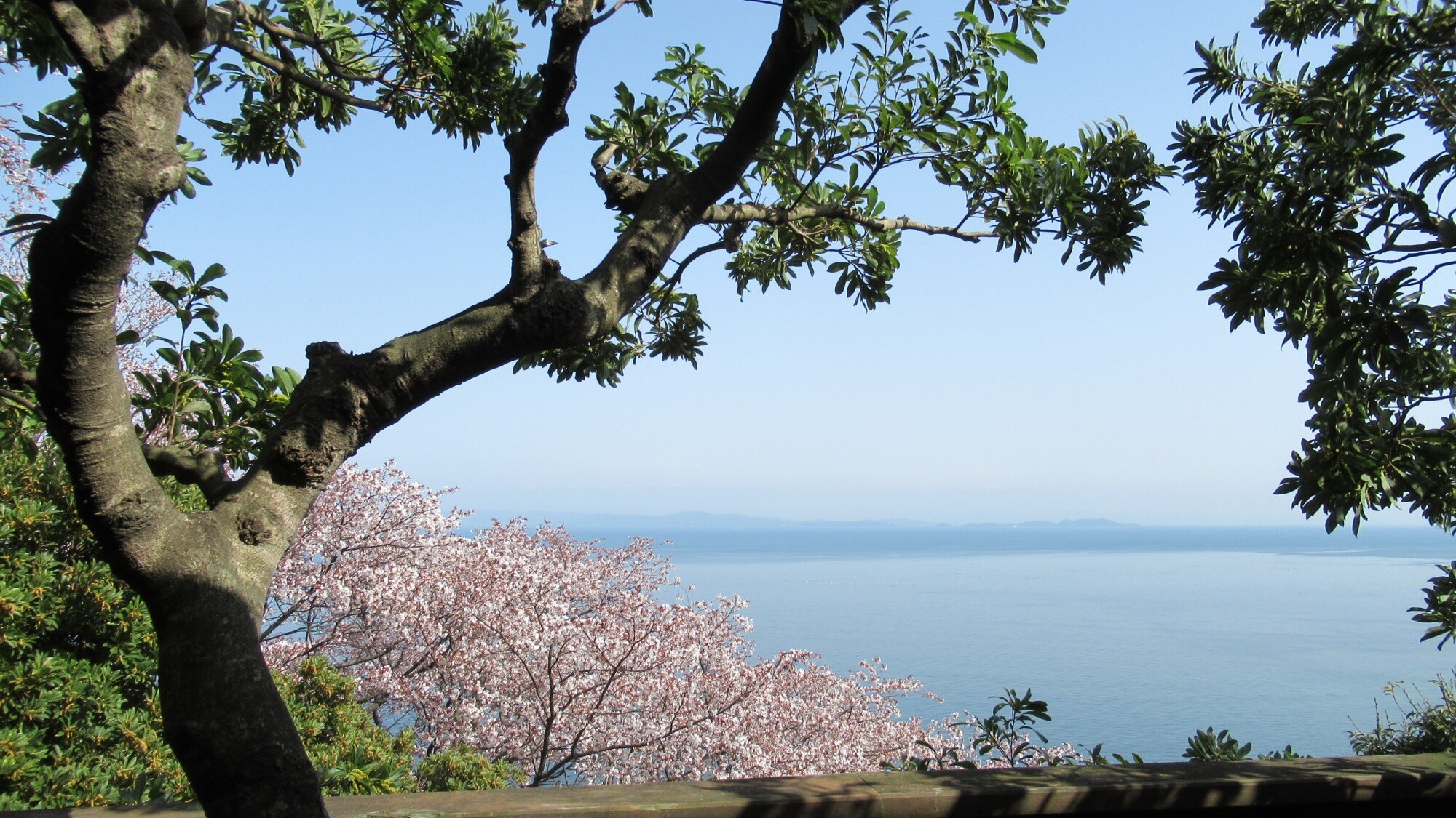 从甲板上看到的樱花