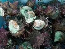 Turban shell