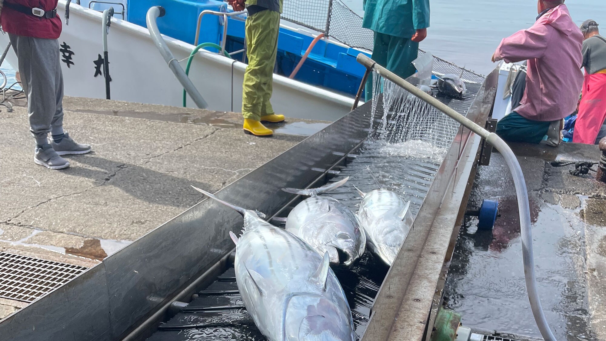 Perahu nelayan bonito di pelabuhan nelayan Wagu