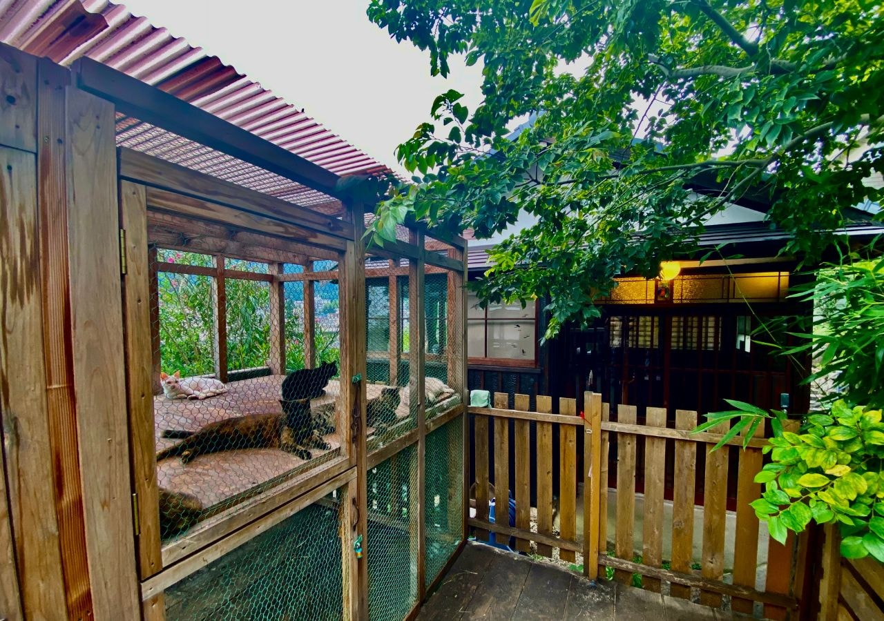 Rescue Cat Shelter