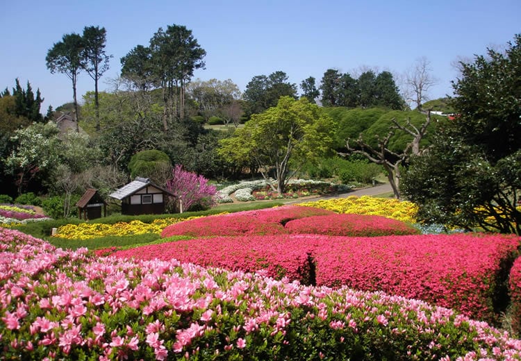 [春] 杜鵑花