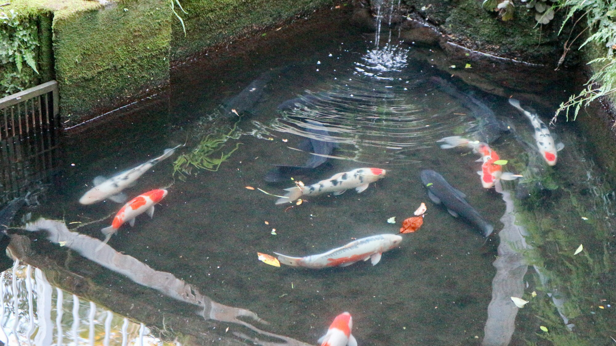 *[Garden] Carp swim in the fishponds that surround the hotel!