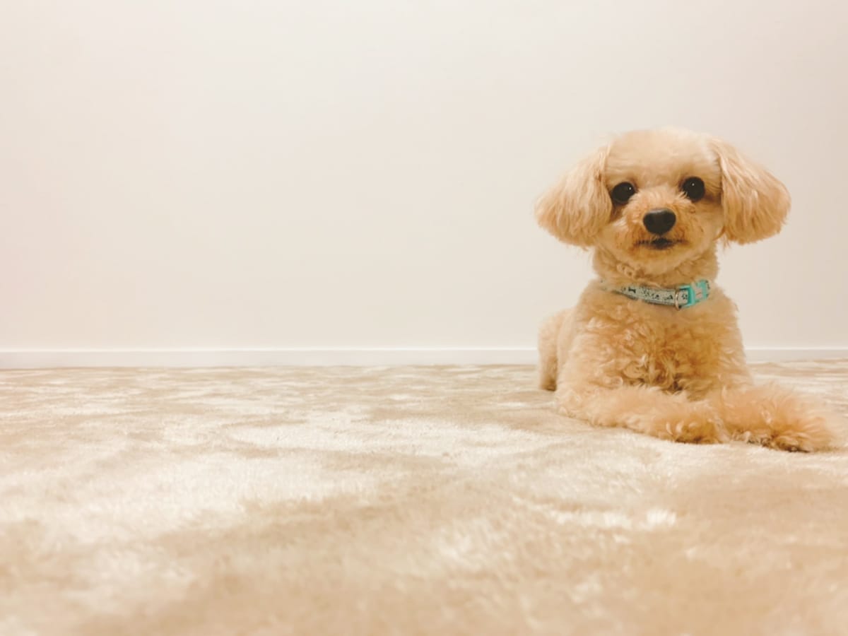 Pet and accommodation page (dog image)