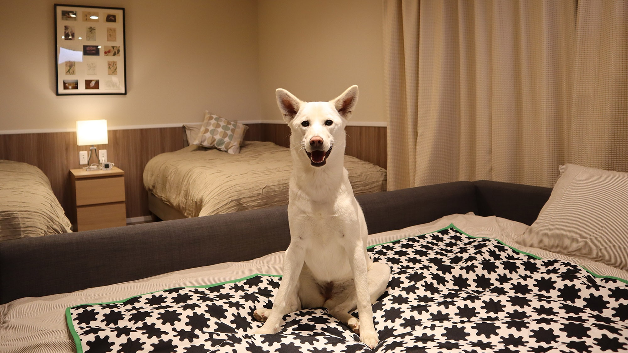 ・[Cottage] Enjoy a relaxing stay with your beloved dog♪