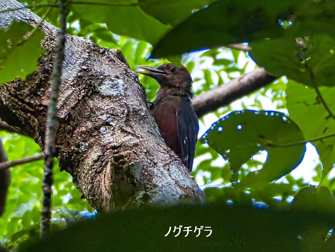 P4211975ng.jpg