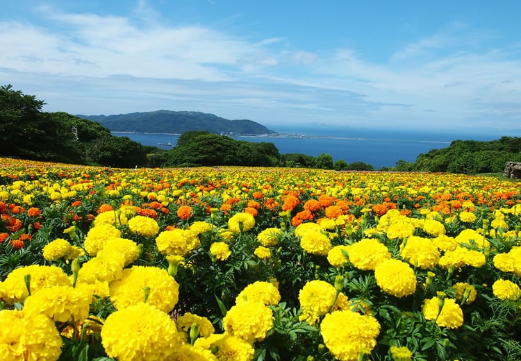 [初夏] 萬壽菊