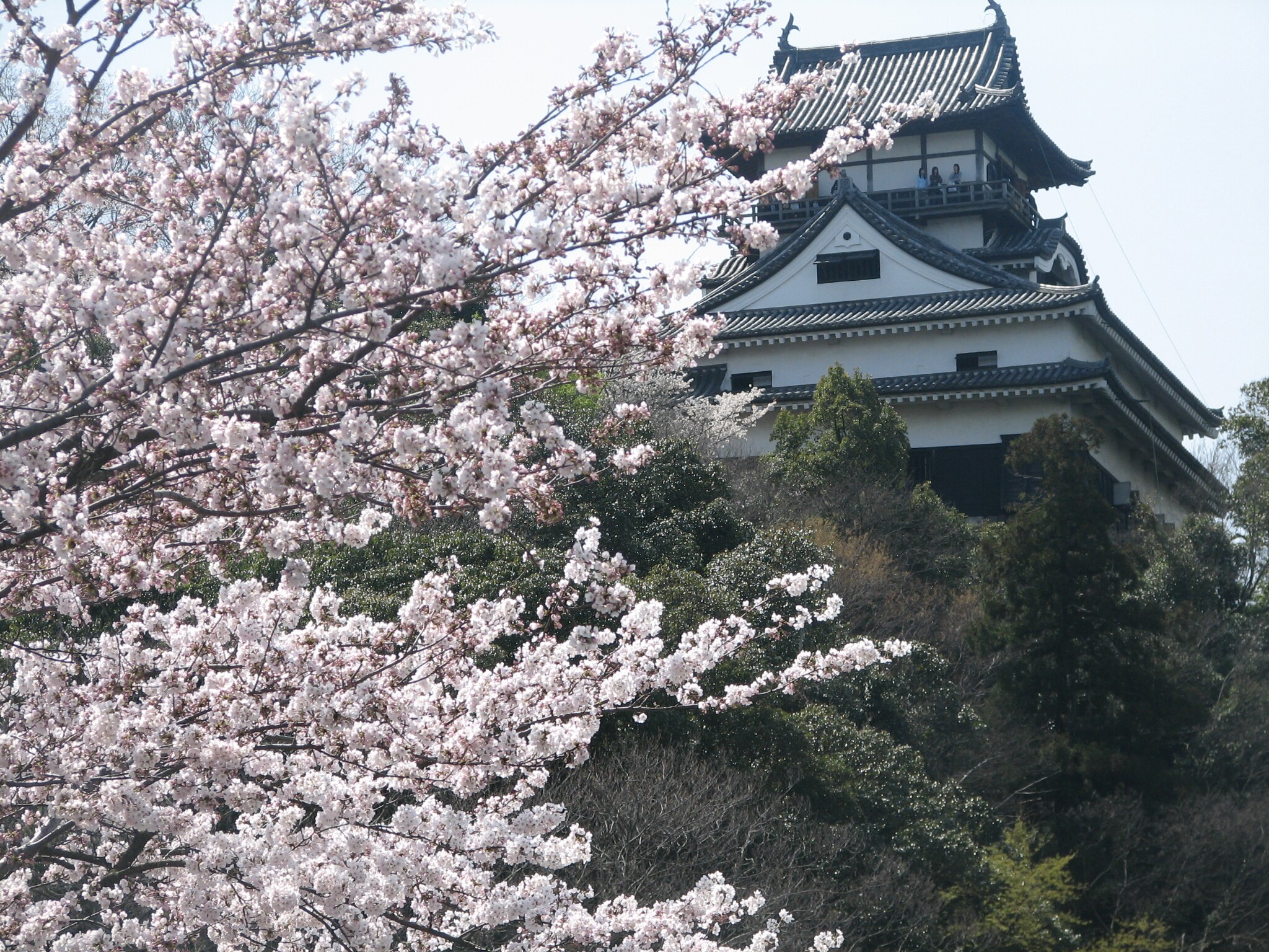 Inuyama Castle in Spring