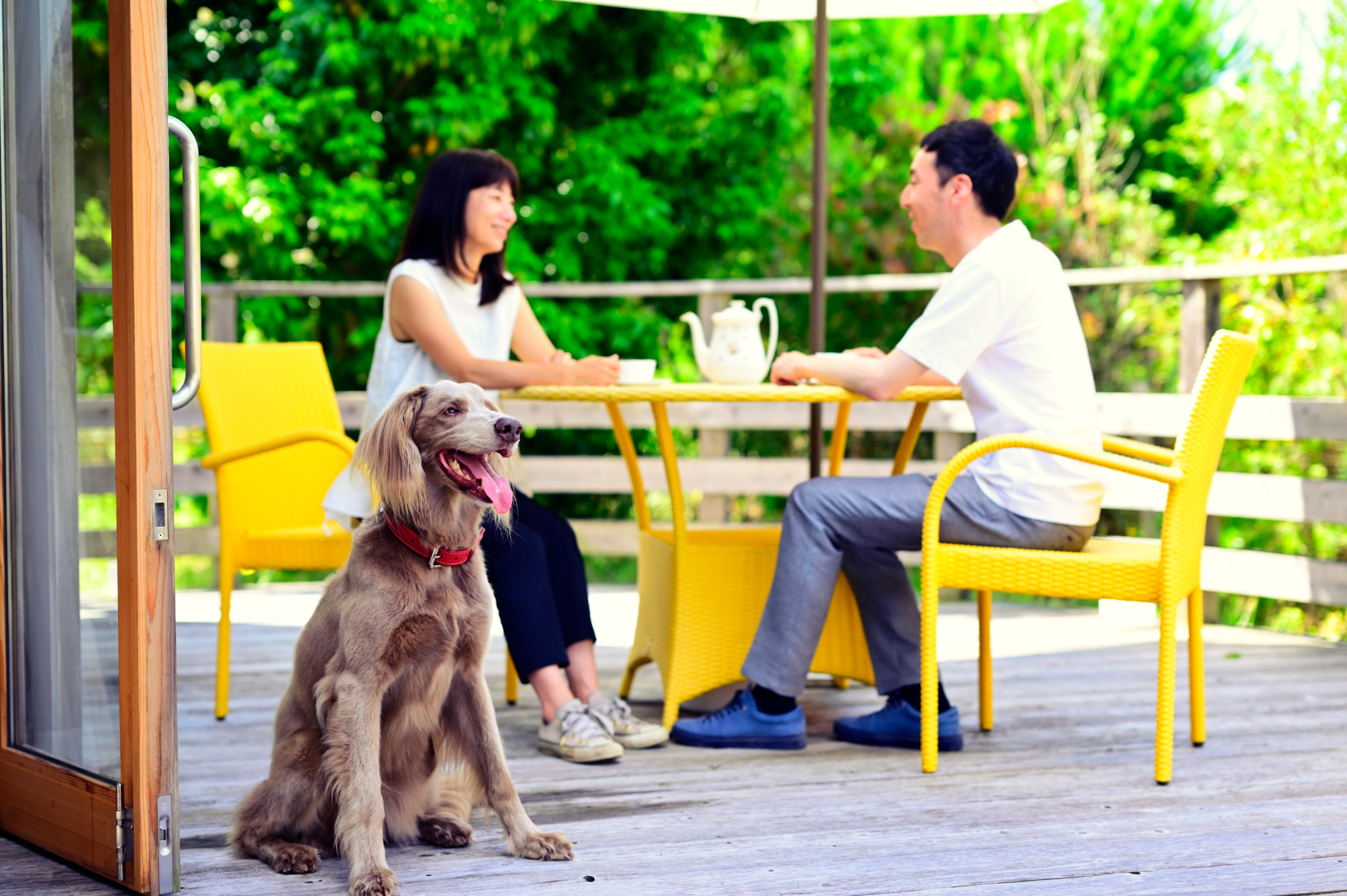Dog room - wooden deck