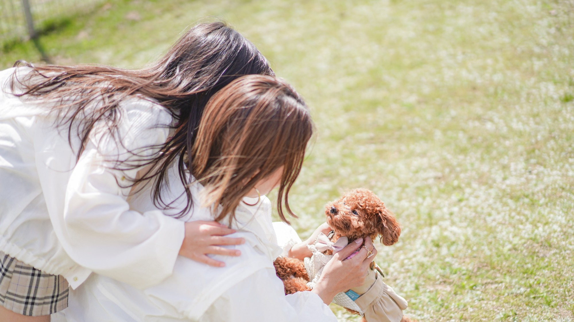 Lari anjing yang luas