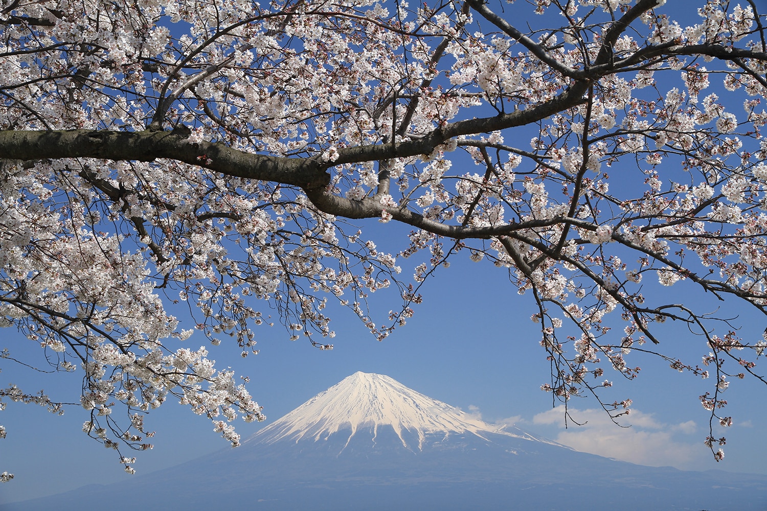 Mt.fuji