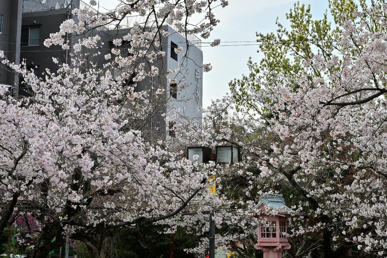 DSC_2325.JPG