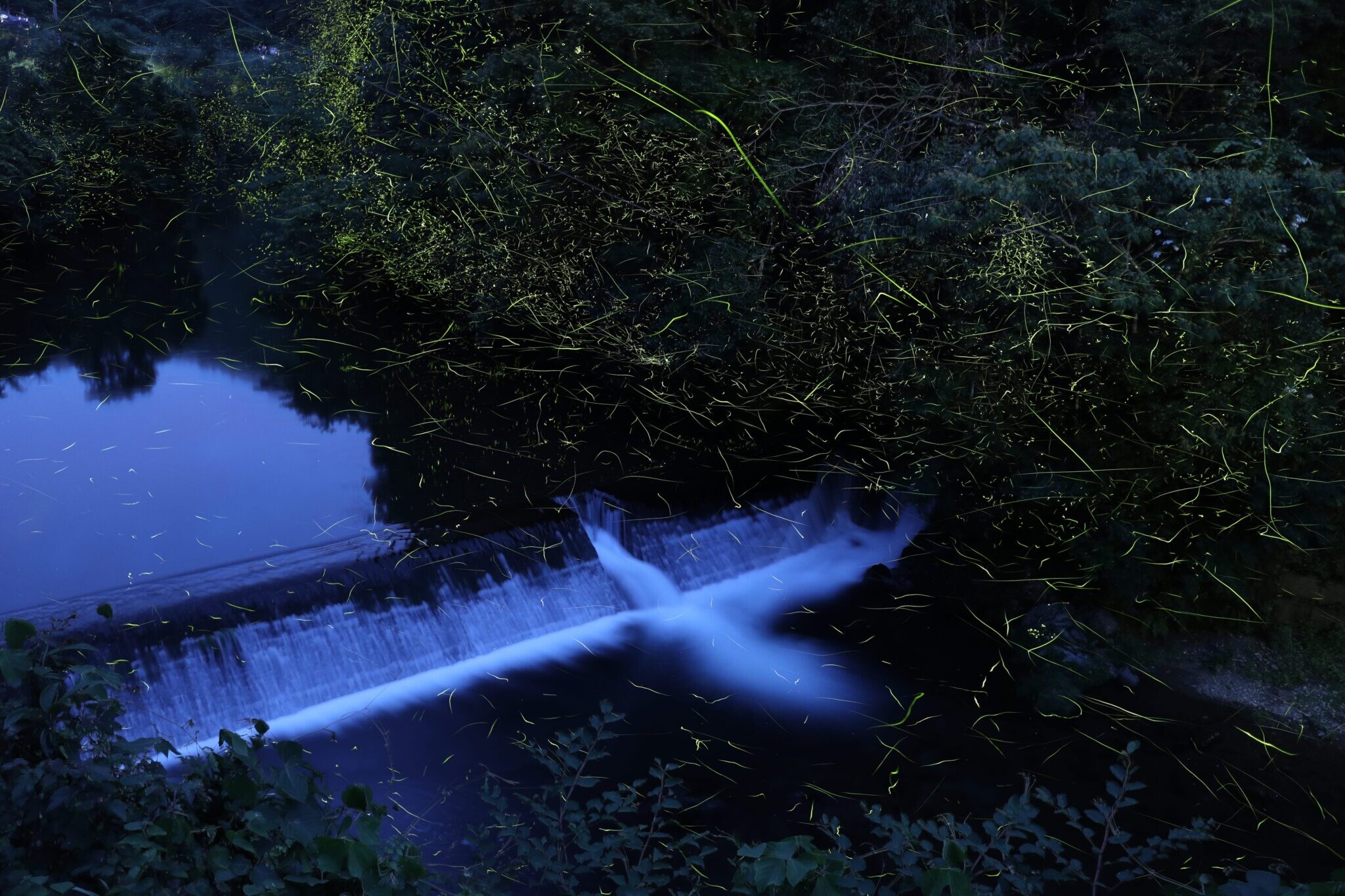 Firefly