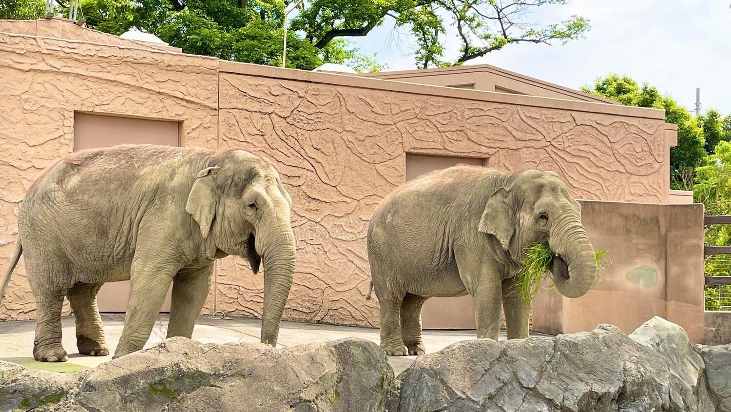 上峰動物園的大象（圖片由日立市上峰動物園提供）