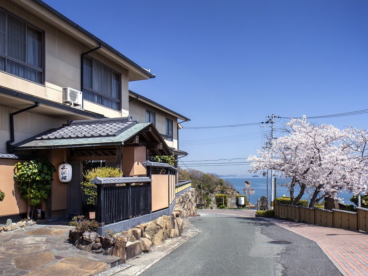 2024 Cherry Blossoms in Full Bloom