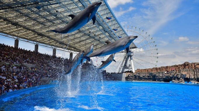 名古屋港水族館 ★ 來見見我們的海洋生物
