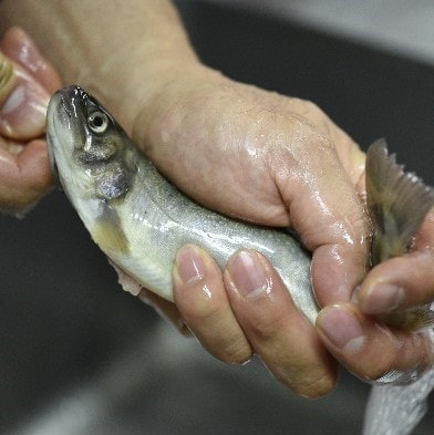 A rock fish raised in a clear stream (char)