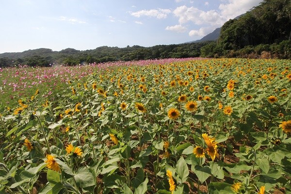 大波斯菊和向日葵（小島村）