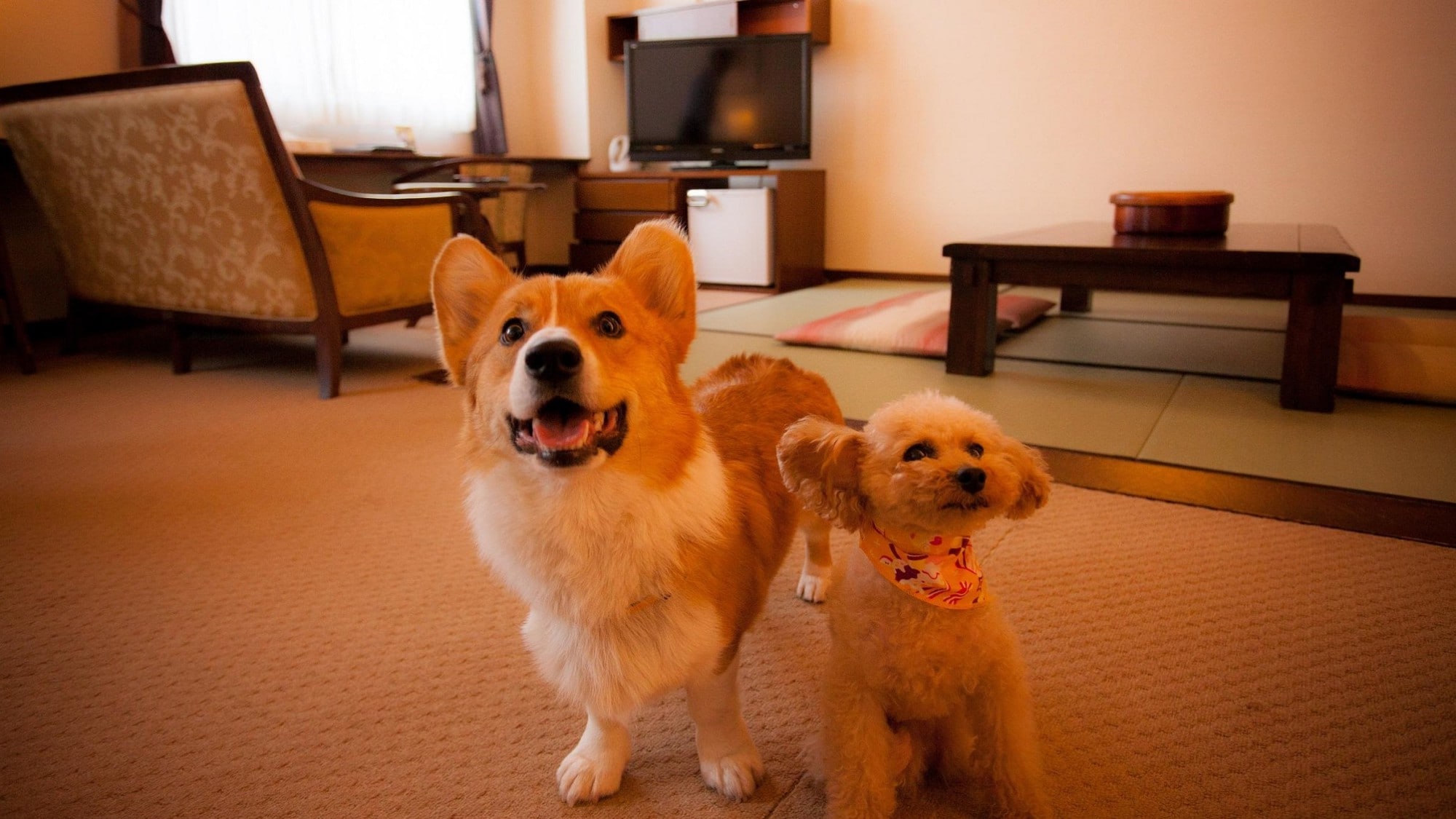 You can relax with your dog in your room.