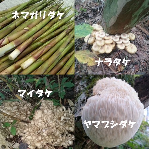 *Various types of mushrooms can be found in the surrounding mountains.