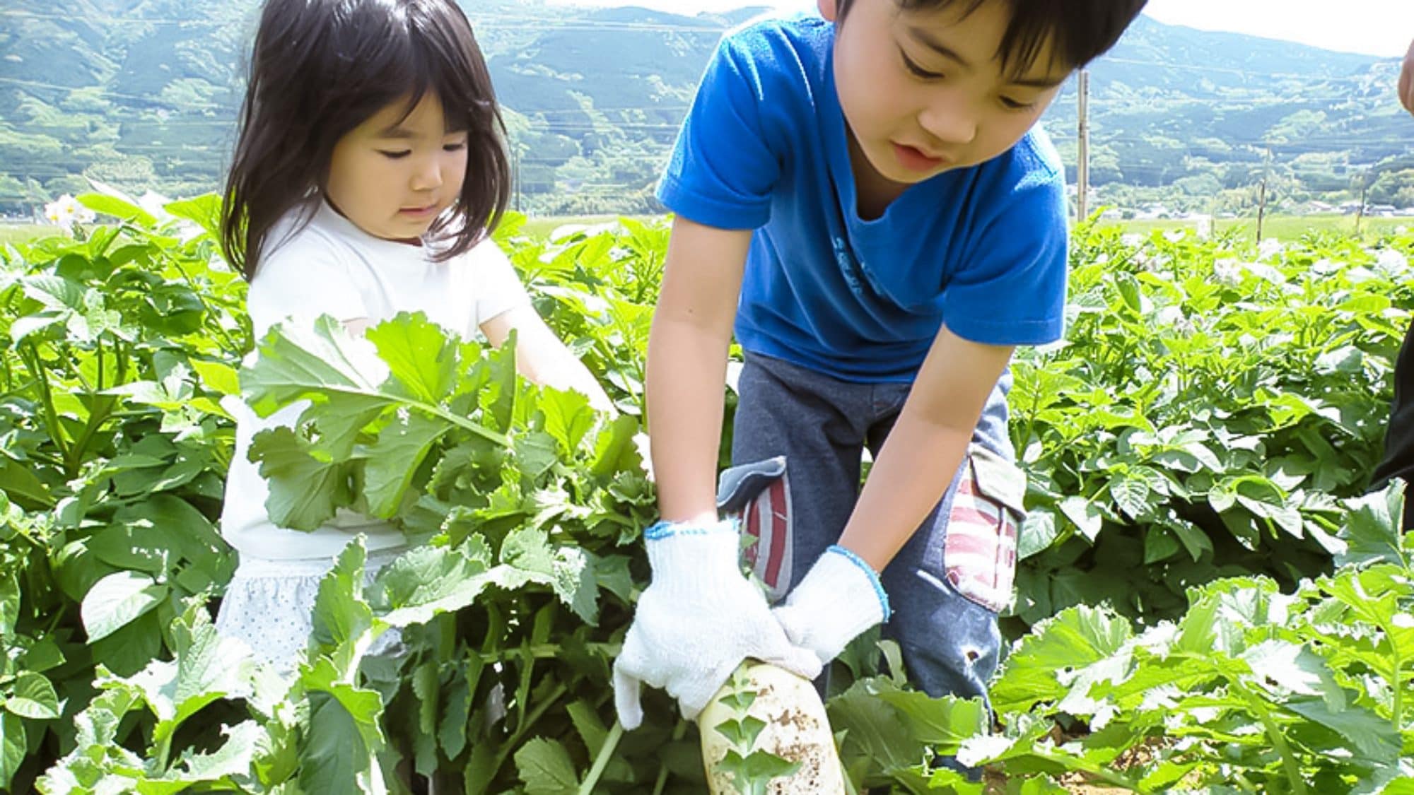 ・[Dairy Kingdom Oratche] You can harvest seasonal vegetables and take them home.