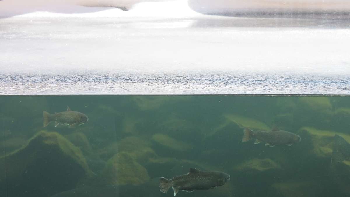 ◆Northern Land Aquarium/Onneyu (about 40 minutes by car)