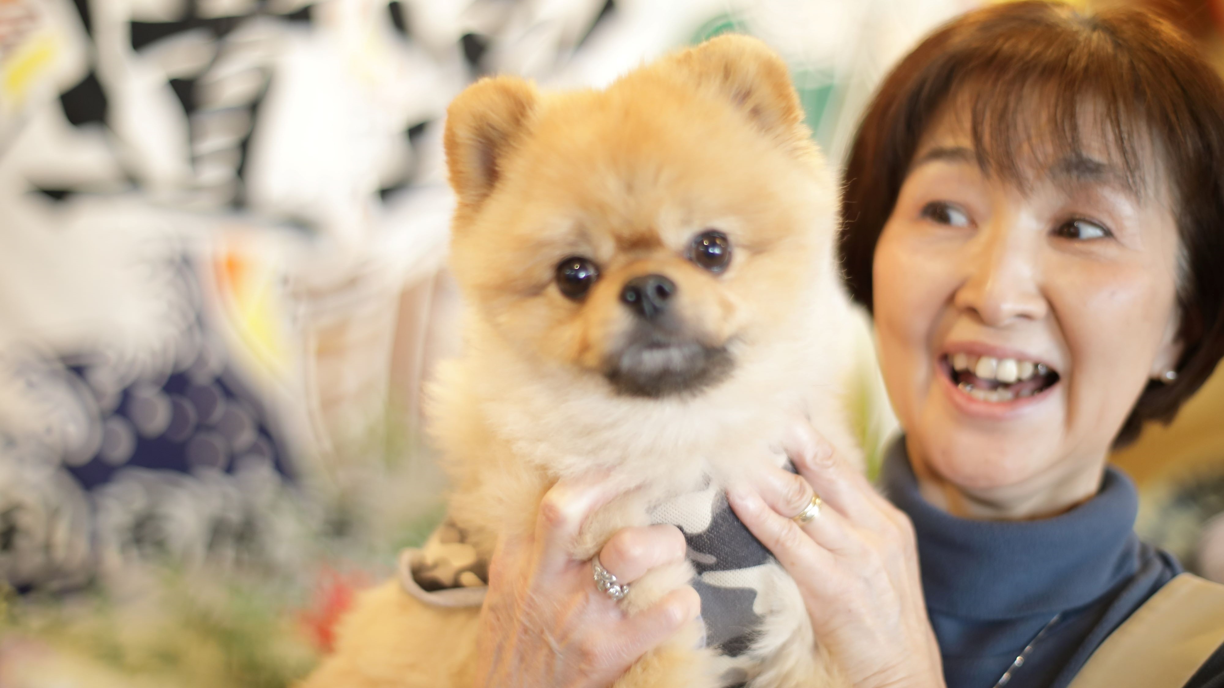 Our mascot dog, Raku-chan, is available to stay with your dog, with a limit of three groups per day.