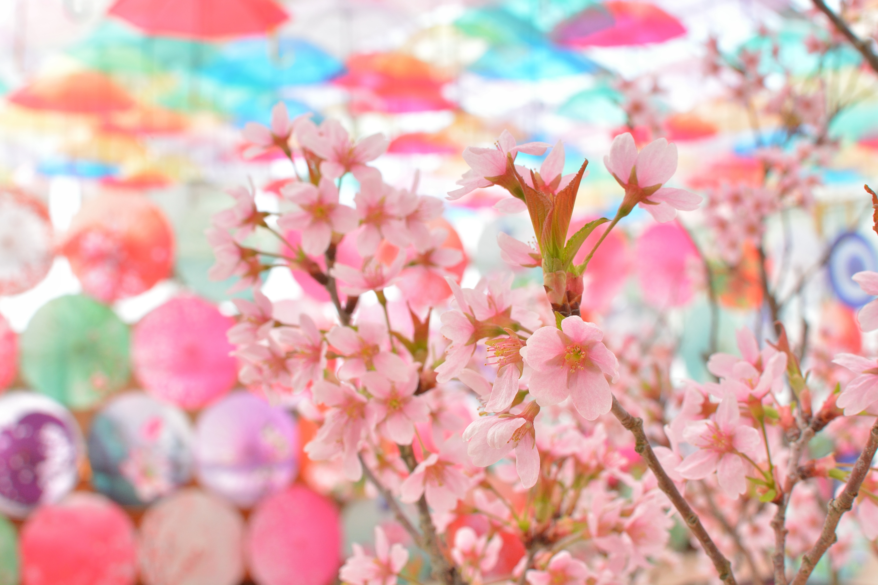 Kolaborasi bunga sakura dan payung berwarna ♪ [Yukimi Sakura Festival] Diadakan mulai tanggal 7 hingga 30 Maret 2025