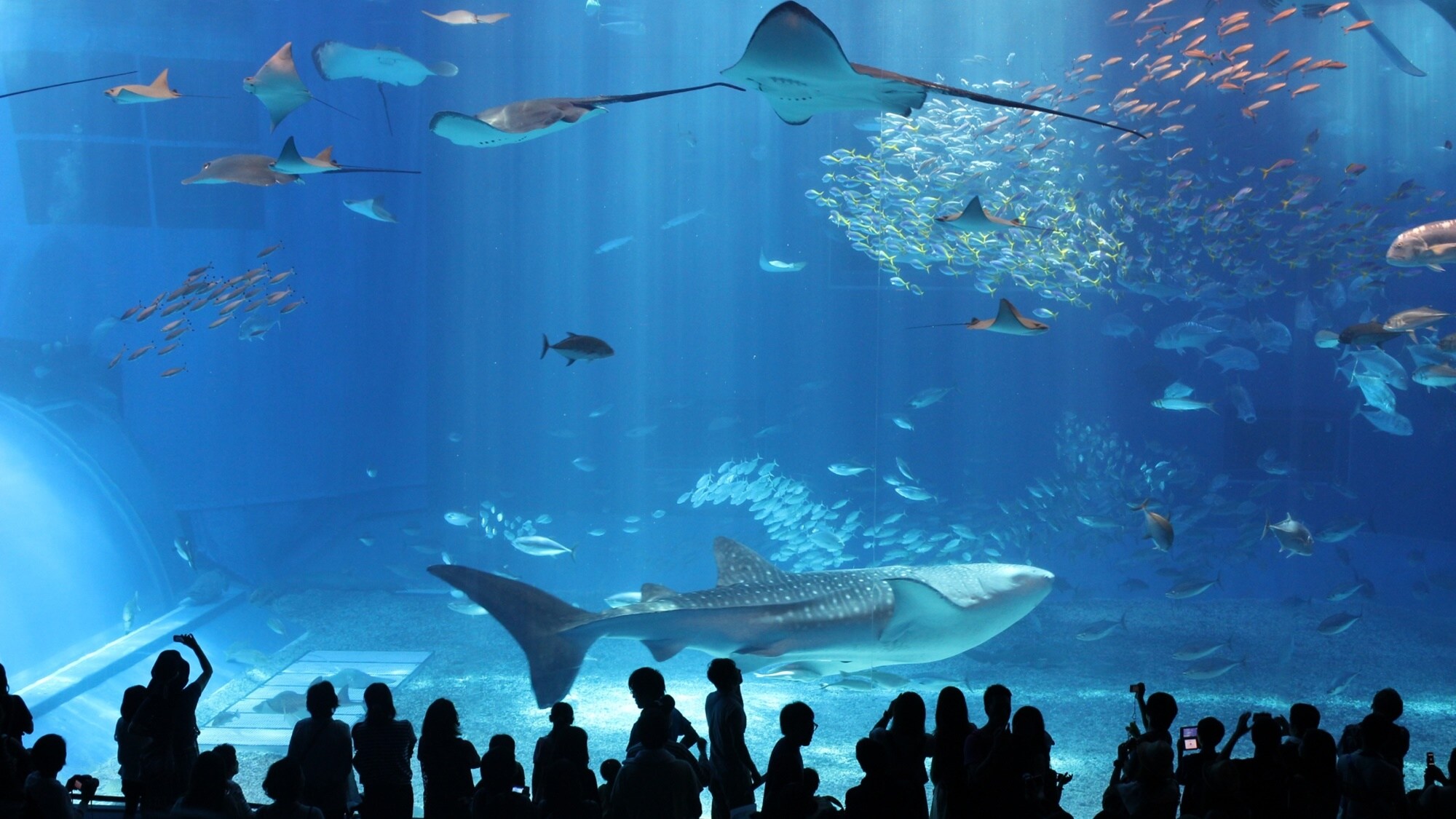 *[Nearby area] Churaumi Aquarium/About 3 minutes by car from the hotel. A popular tourist spot representing Okinawa.