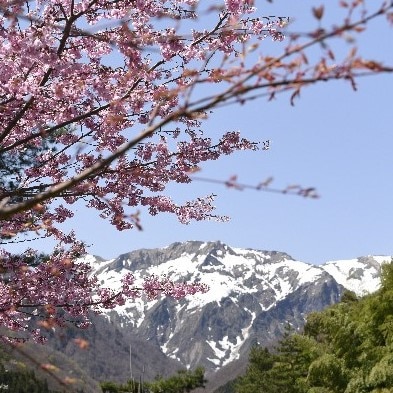 Mount Tanigawa and cherry blossoms
