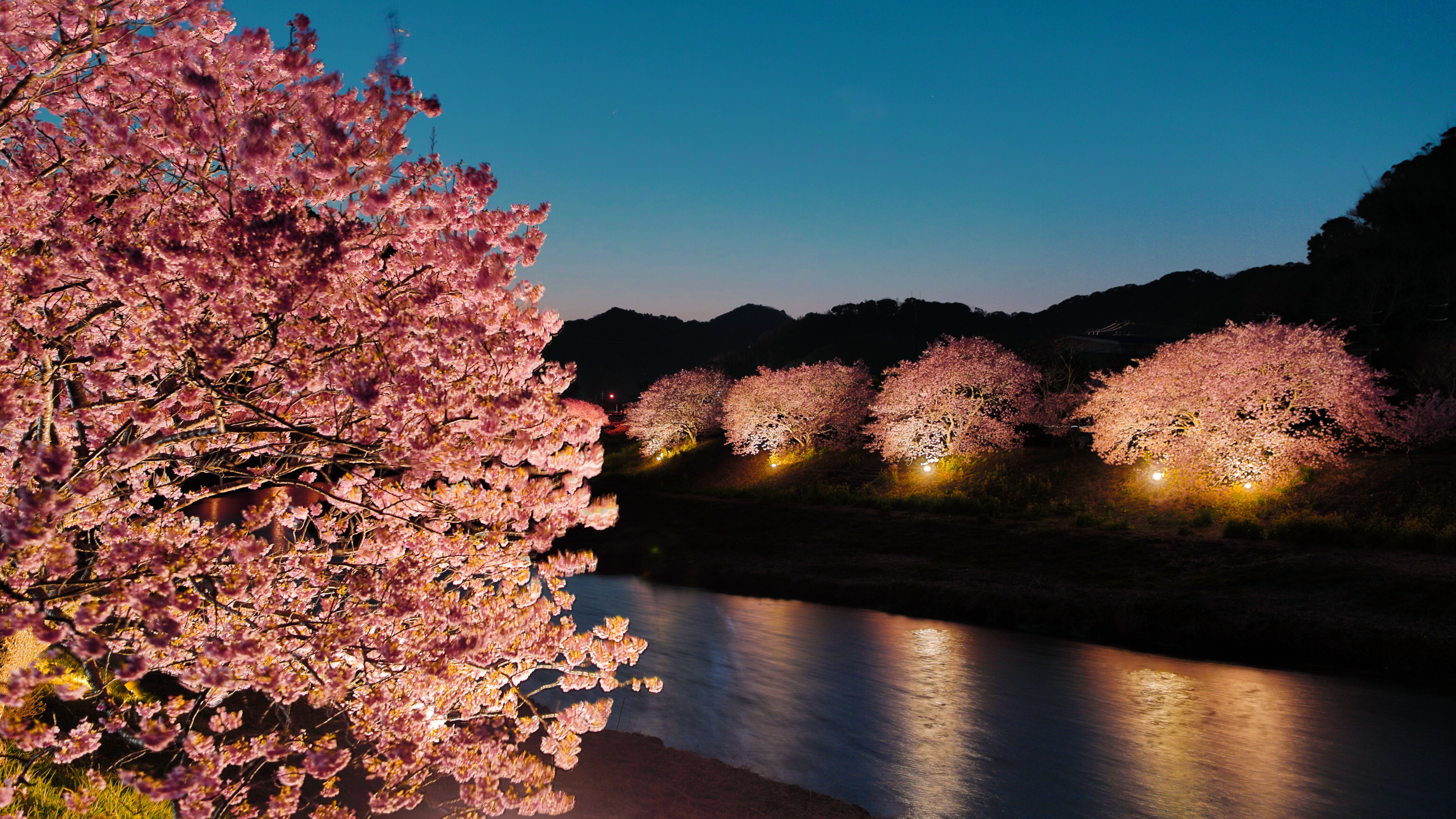 Cherry blossoms at night