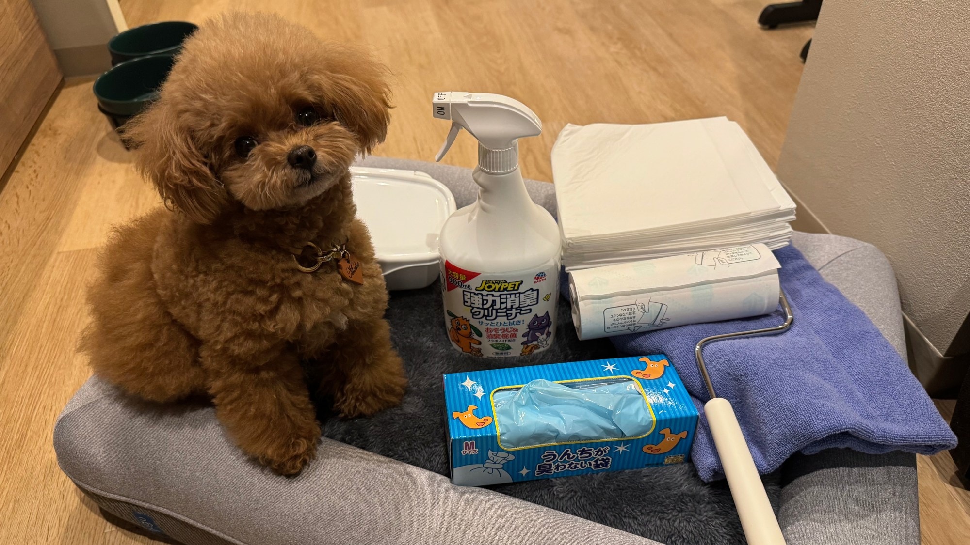 E-Dog/F_Dog: Pet-friendly rooms are equipped with pet supplies.