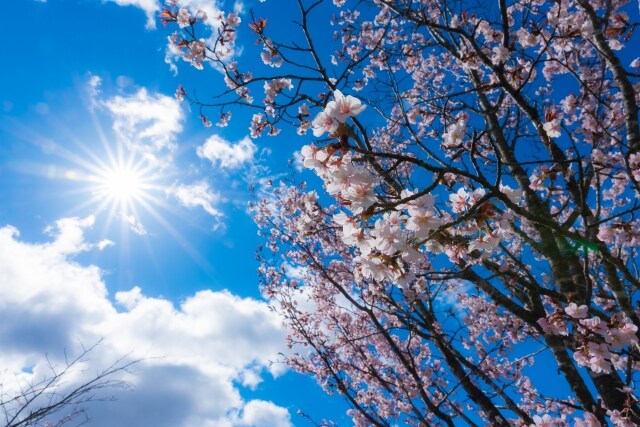 Spring image