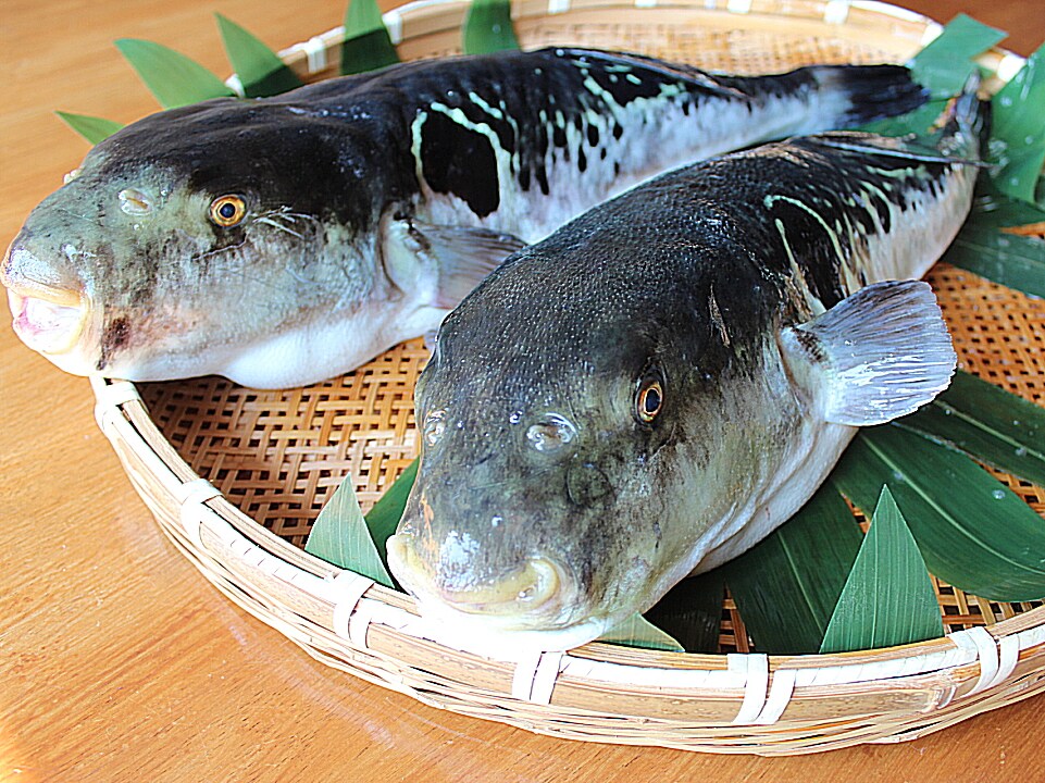 Natural'boke's Anori Fugu