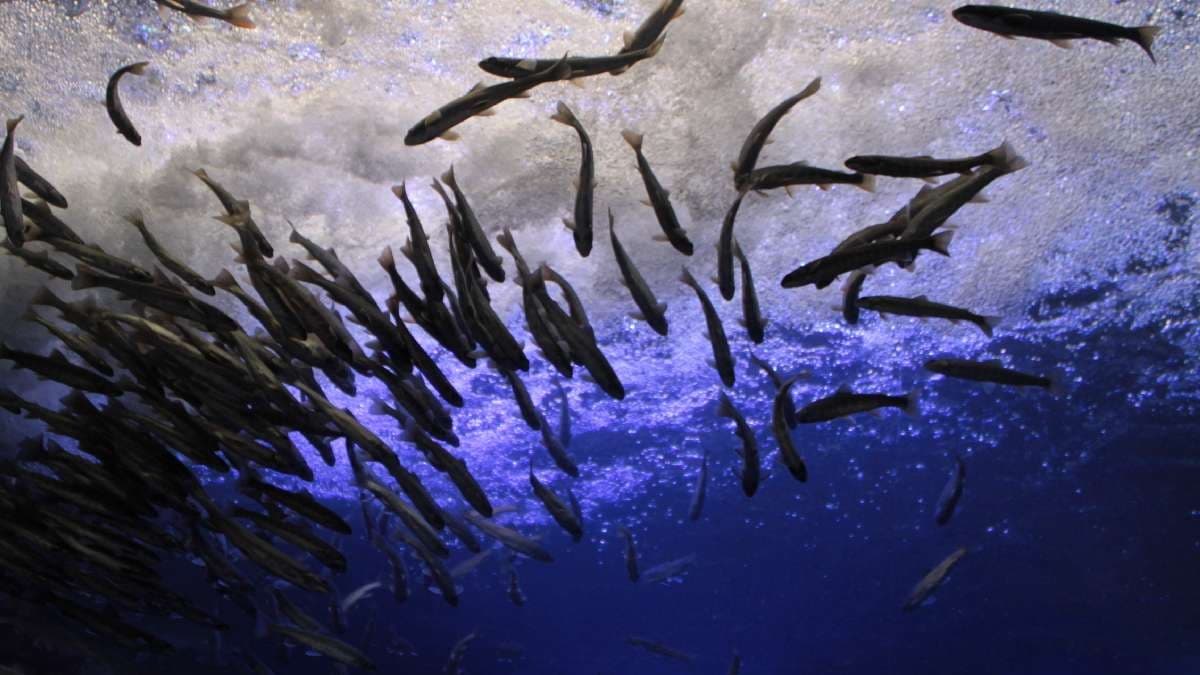 ◆Northern Land Aquarium/Onneyu (about 40 minutes by car)