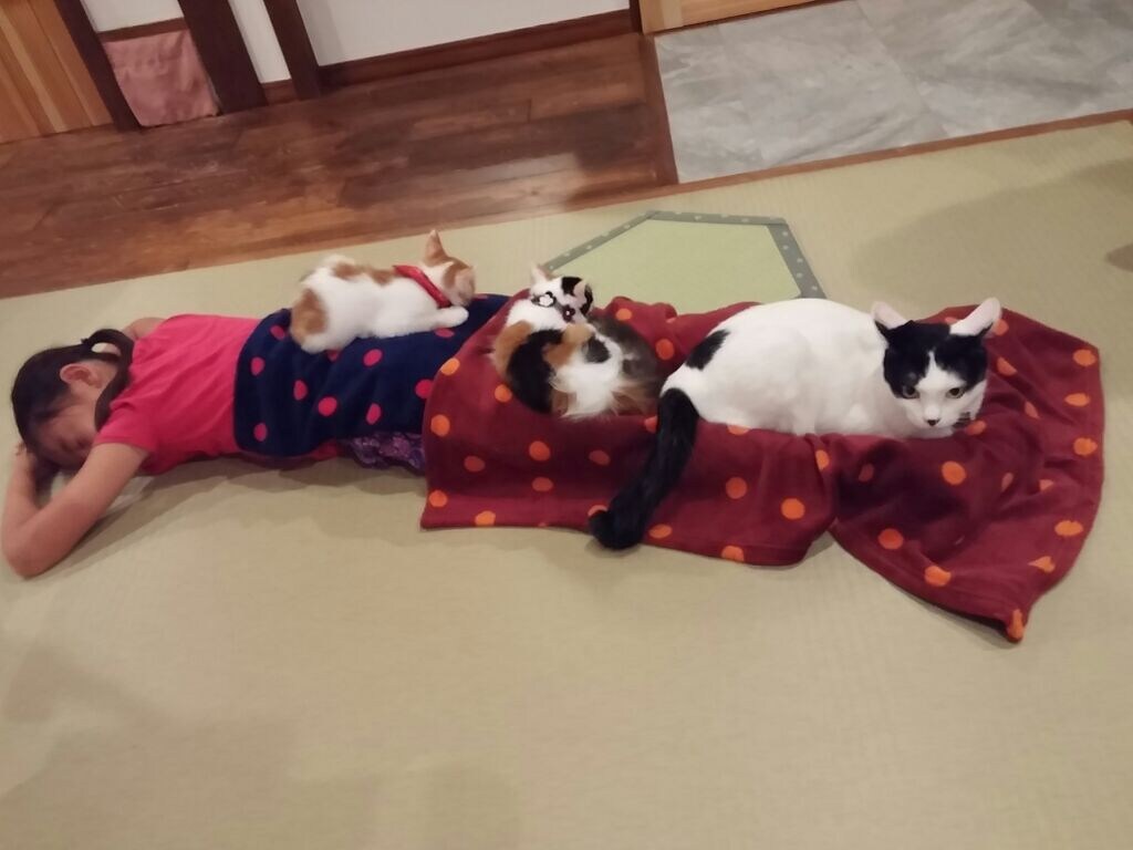 你可以在 上面放一隻貓♪