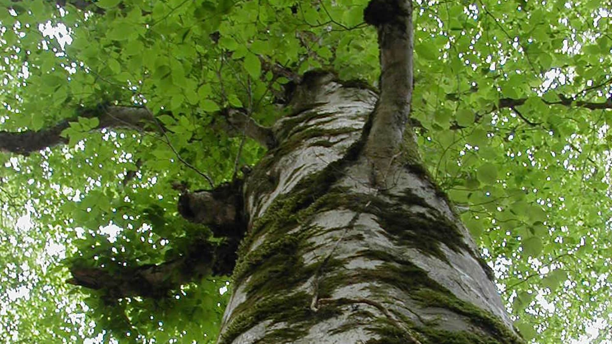 *New greenery of beech trees in Ashiu Forest