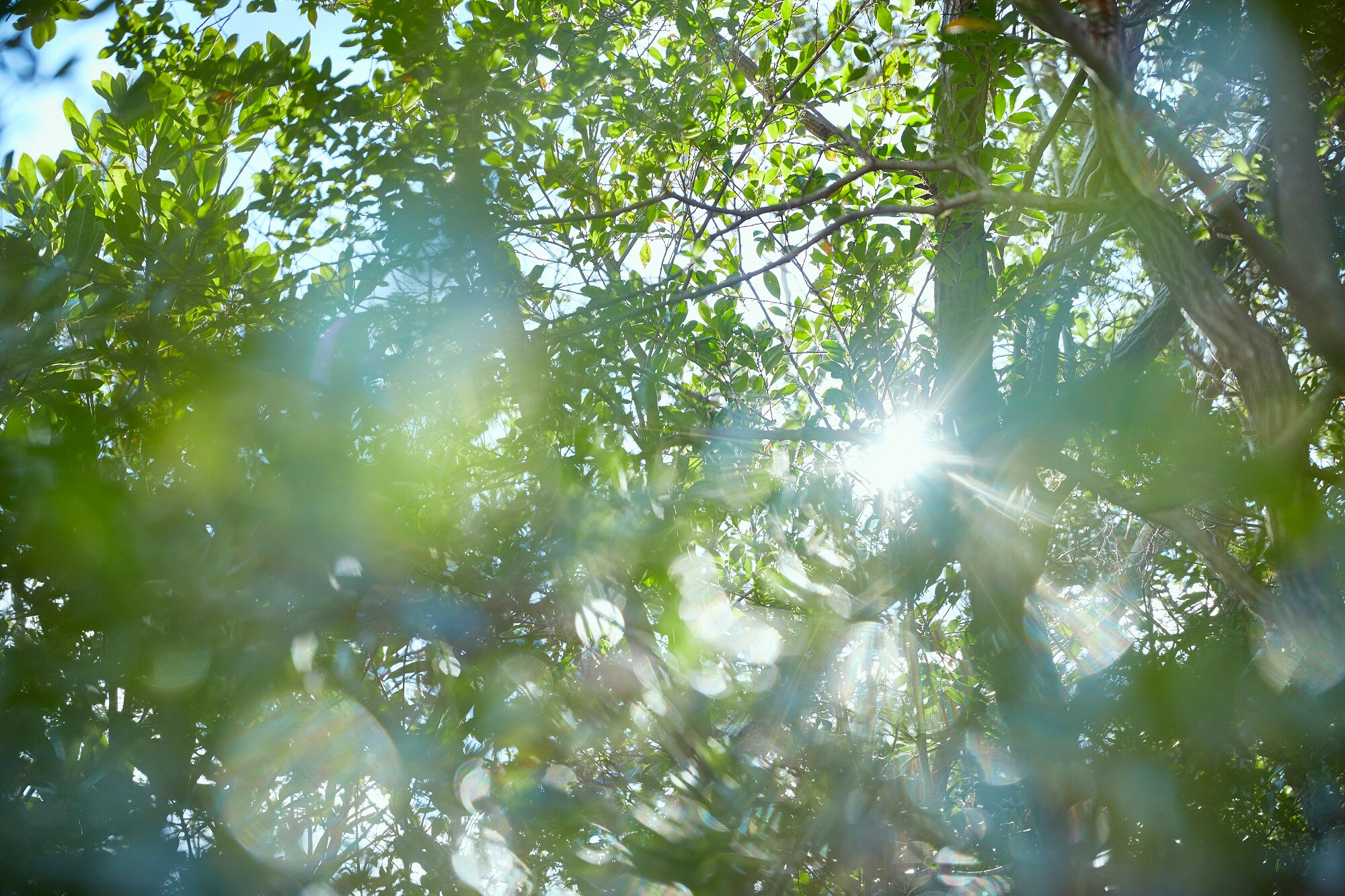 forest