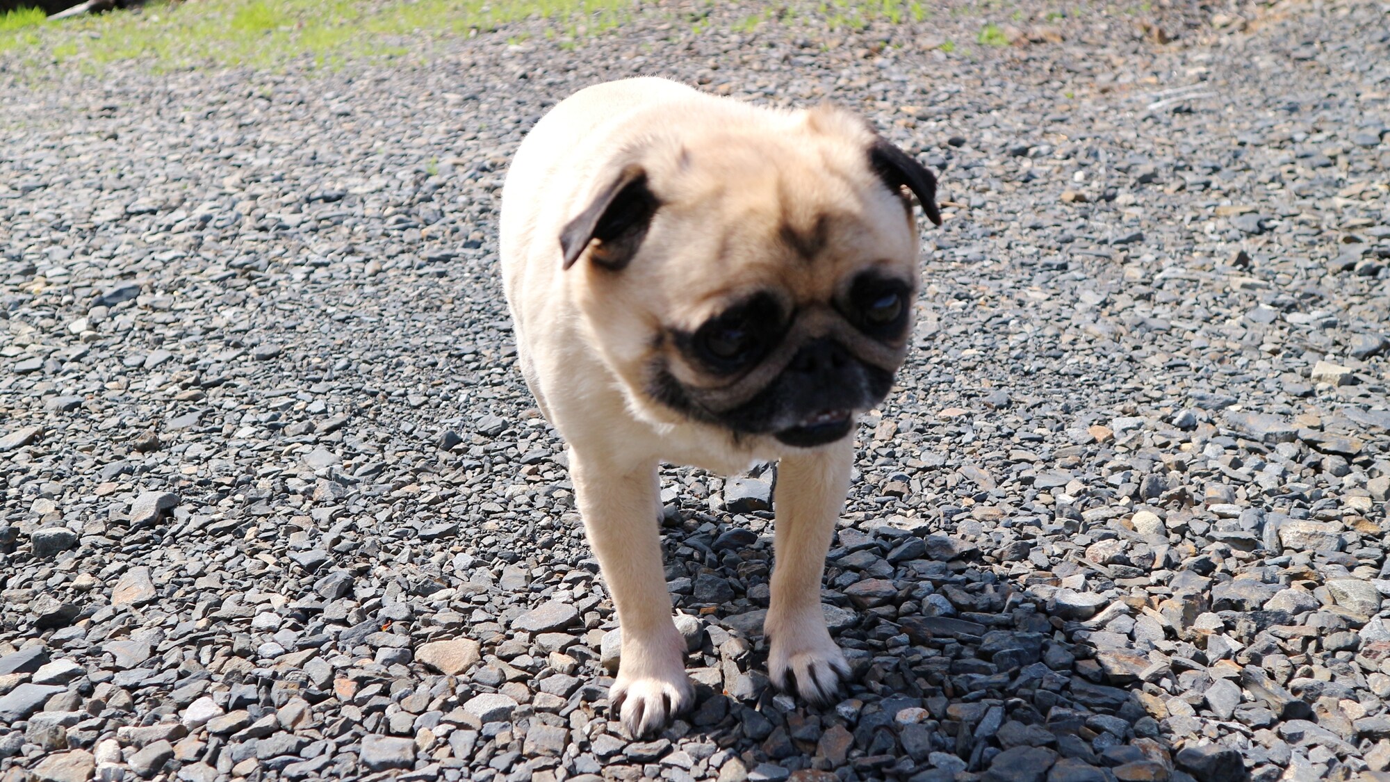 *【Magazine dog】Pangu: "Welcome to Manten♪"