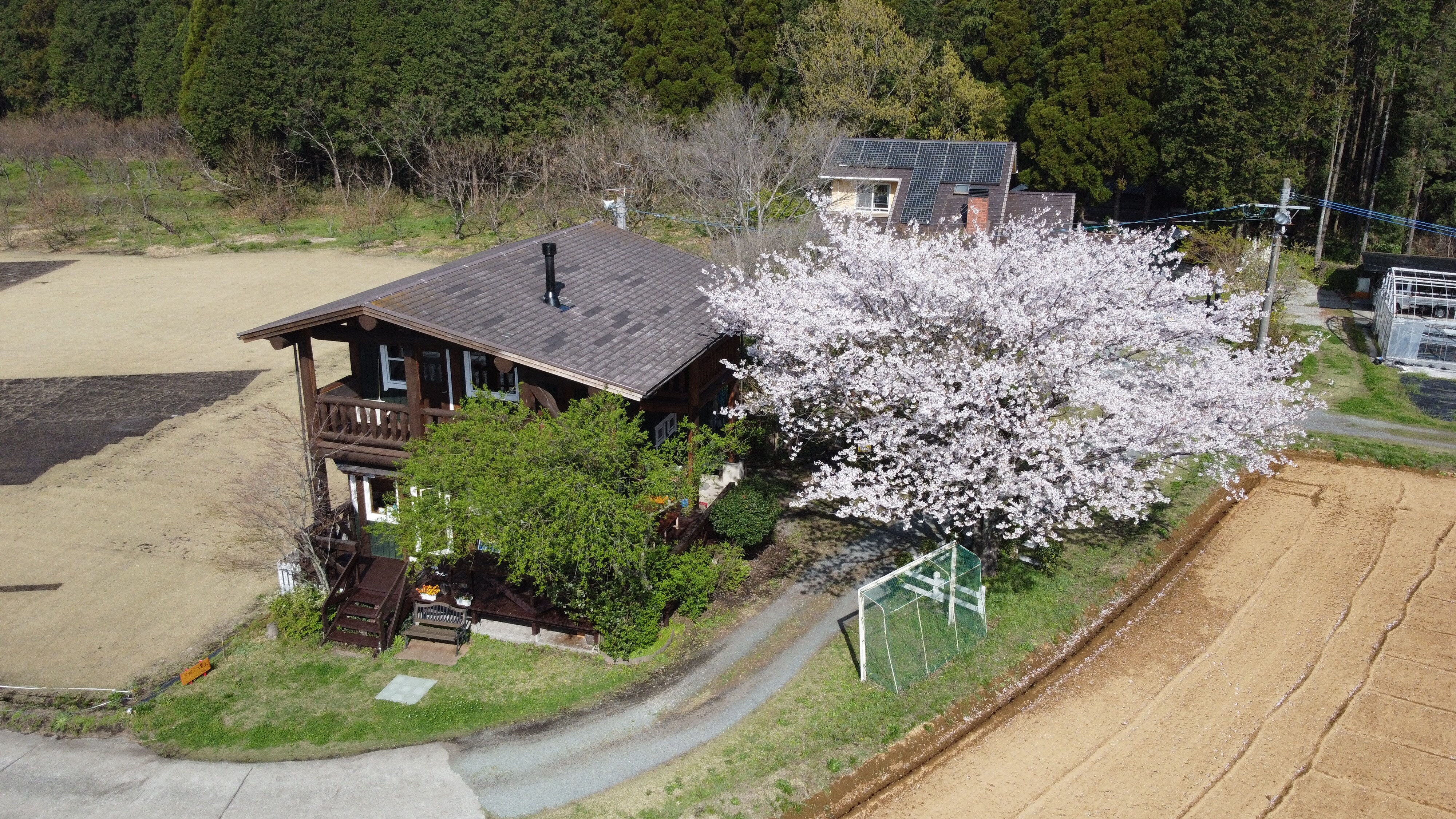 Aerial cherry blossoms